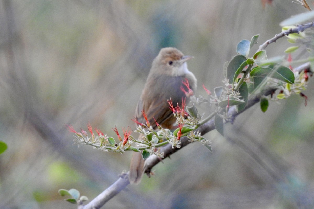 Red-faced Cisticola - ML642987551