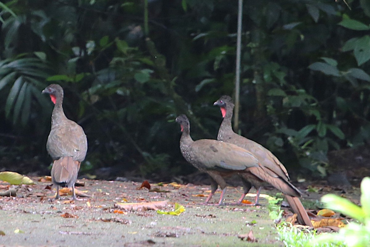 Crested Guan - ML642987579