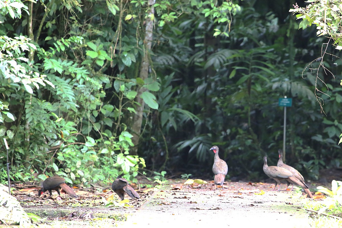 Crested Guan - ML642987580