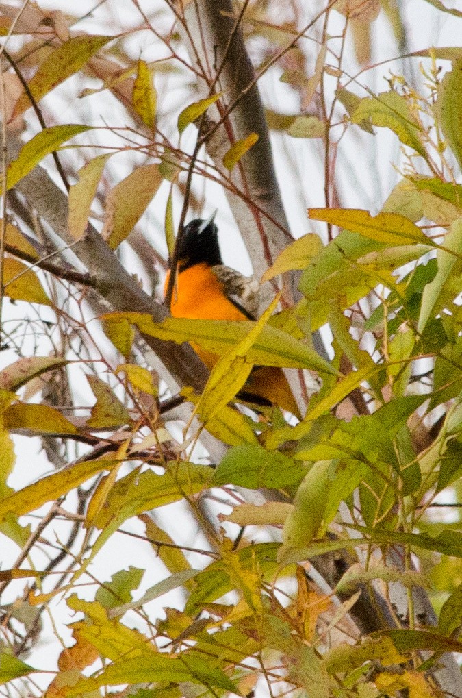 Baltimore Oriole - ML642987582