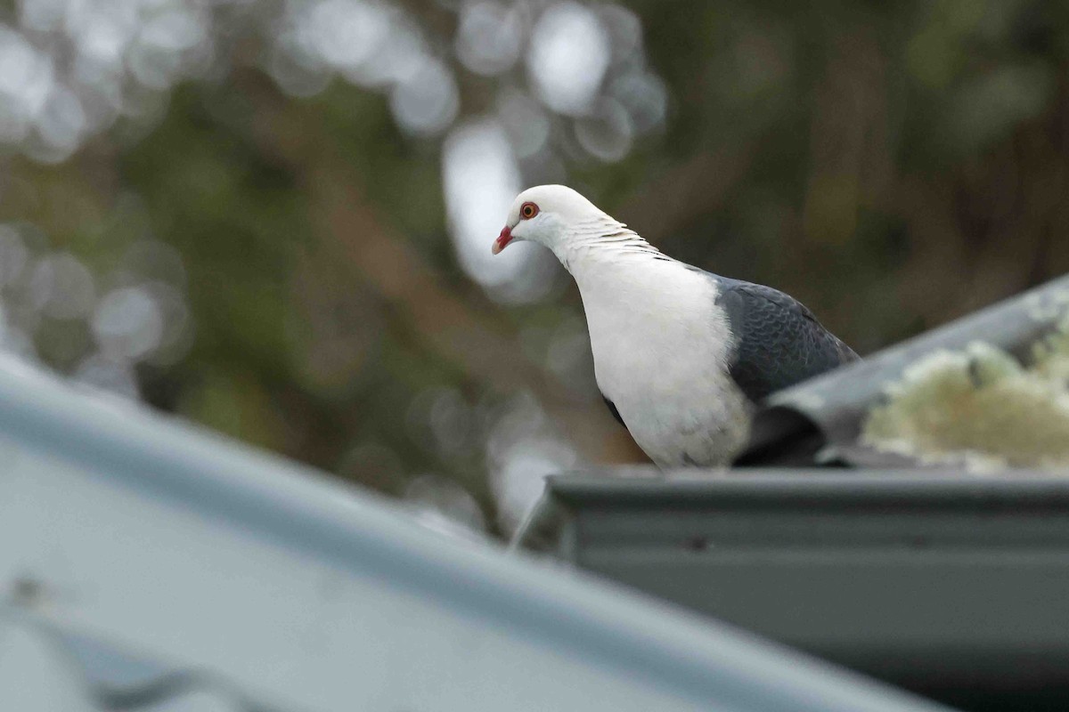 White-headed Pigeon - ML642987584