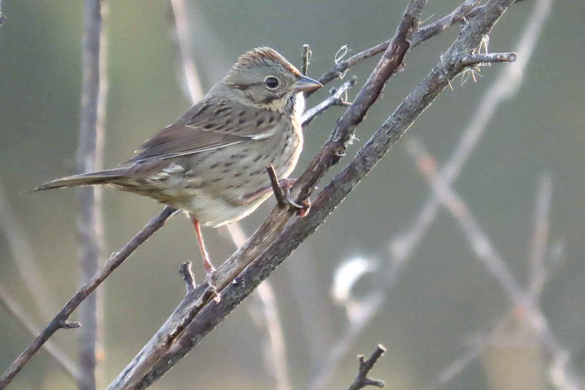 Lincoln's Sparrow - ML642987586