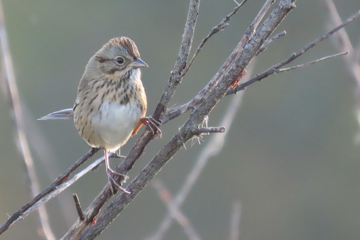 Lincoln's Sparrow - ML642987587