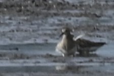 Pectoral Sandpiper - ML642987588