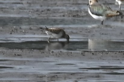 Pectoral Sandpiper - ML642987589
