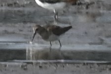 Pectoral Sandpiper - ML642987590
