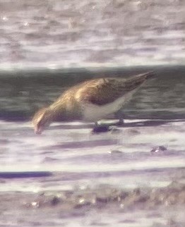 Pectoral Sandpiper - ML642987591