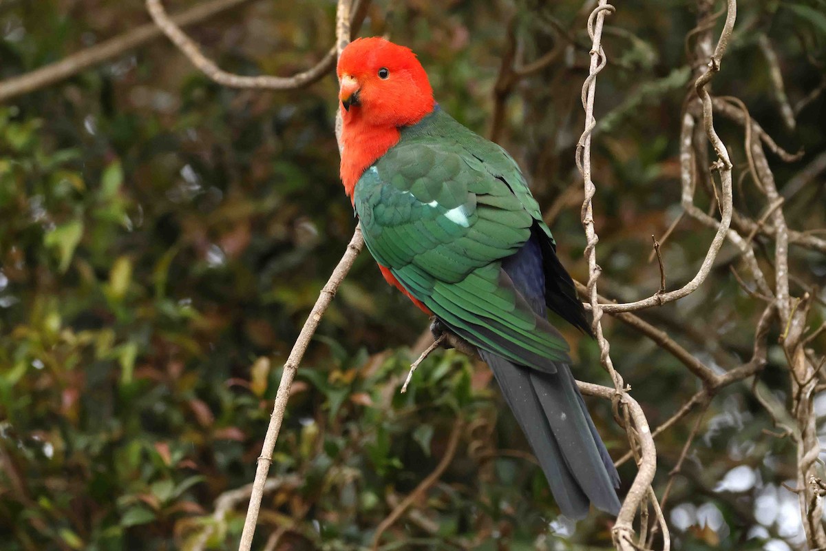 Australian King-Parrot - ML642987604