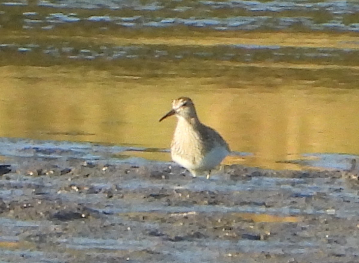 Pectoral Sandpiper - ML642987610