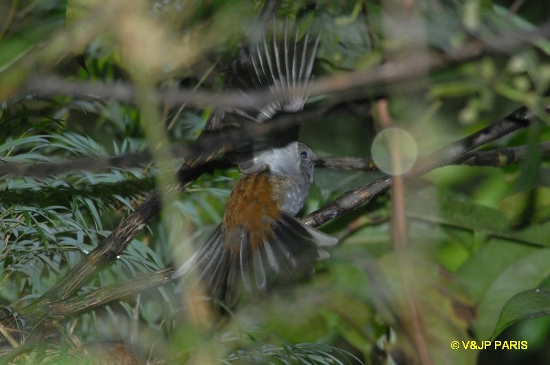 Slaty Gnateater - ML642987615