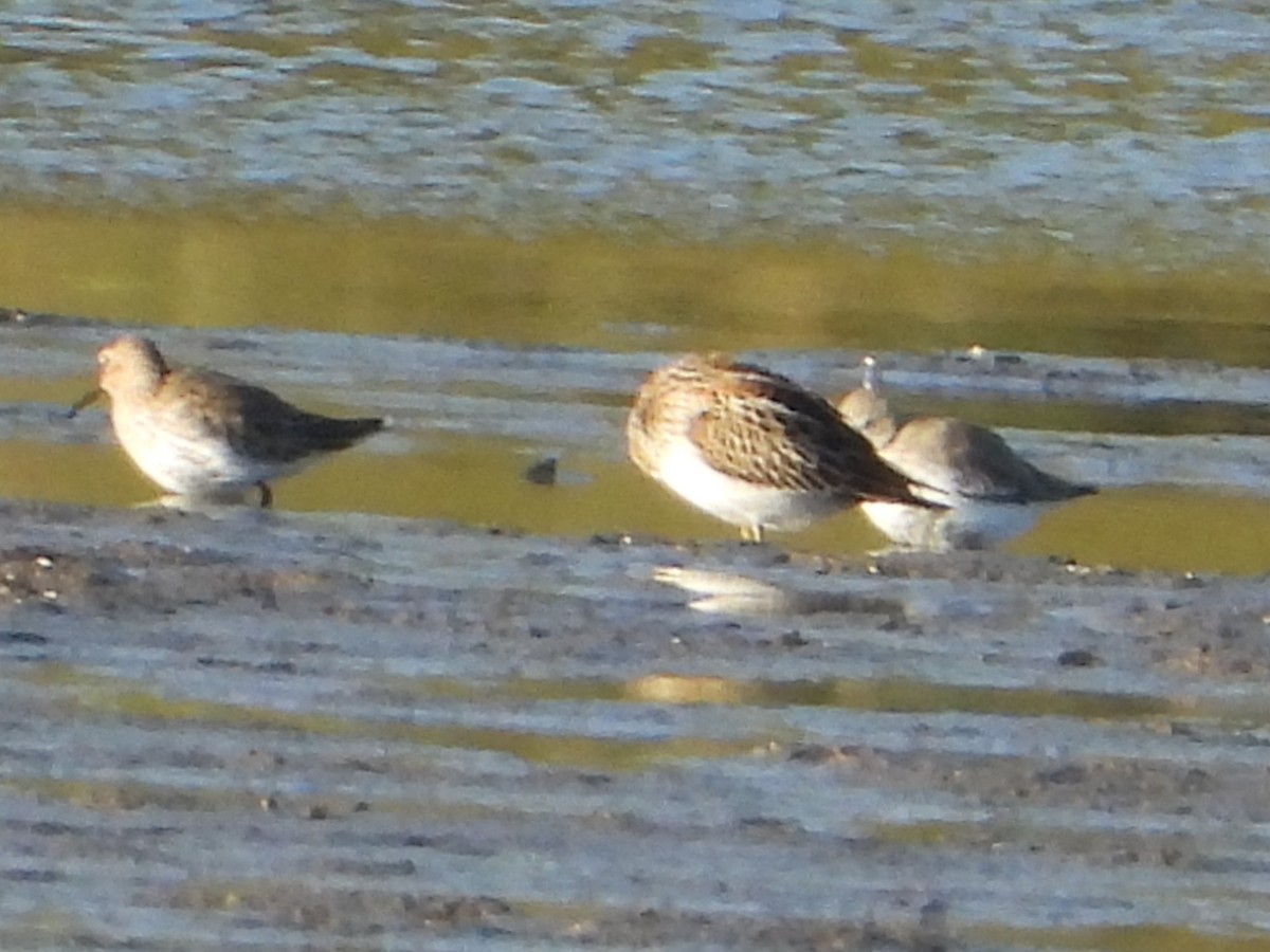 Pectoral Sandpiper - ML642987616