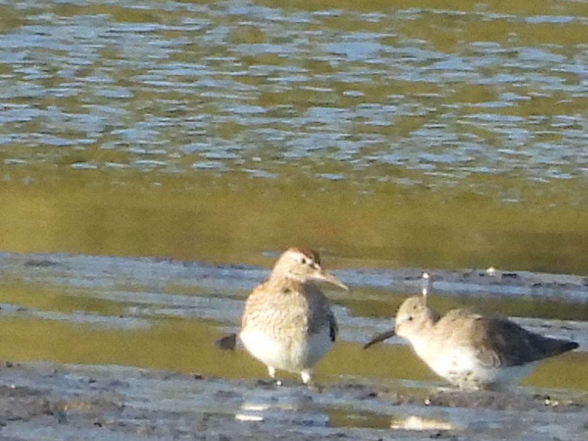 Pectoral Sandpiper - ML642987628