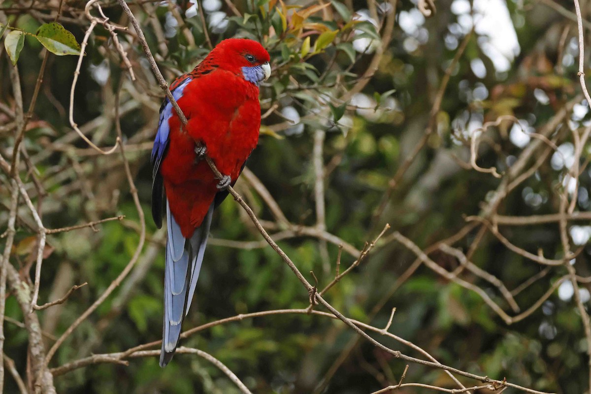 Crimson Rosella - ML642987641