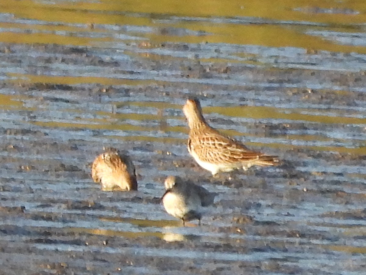 Pectoral Sandpiper - ML642987644