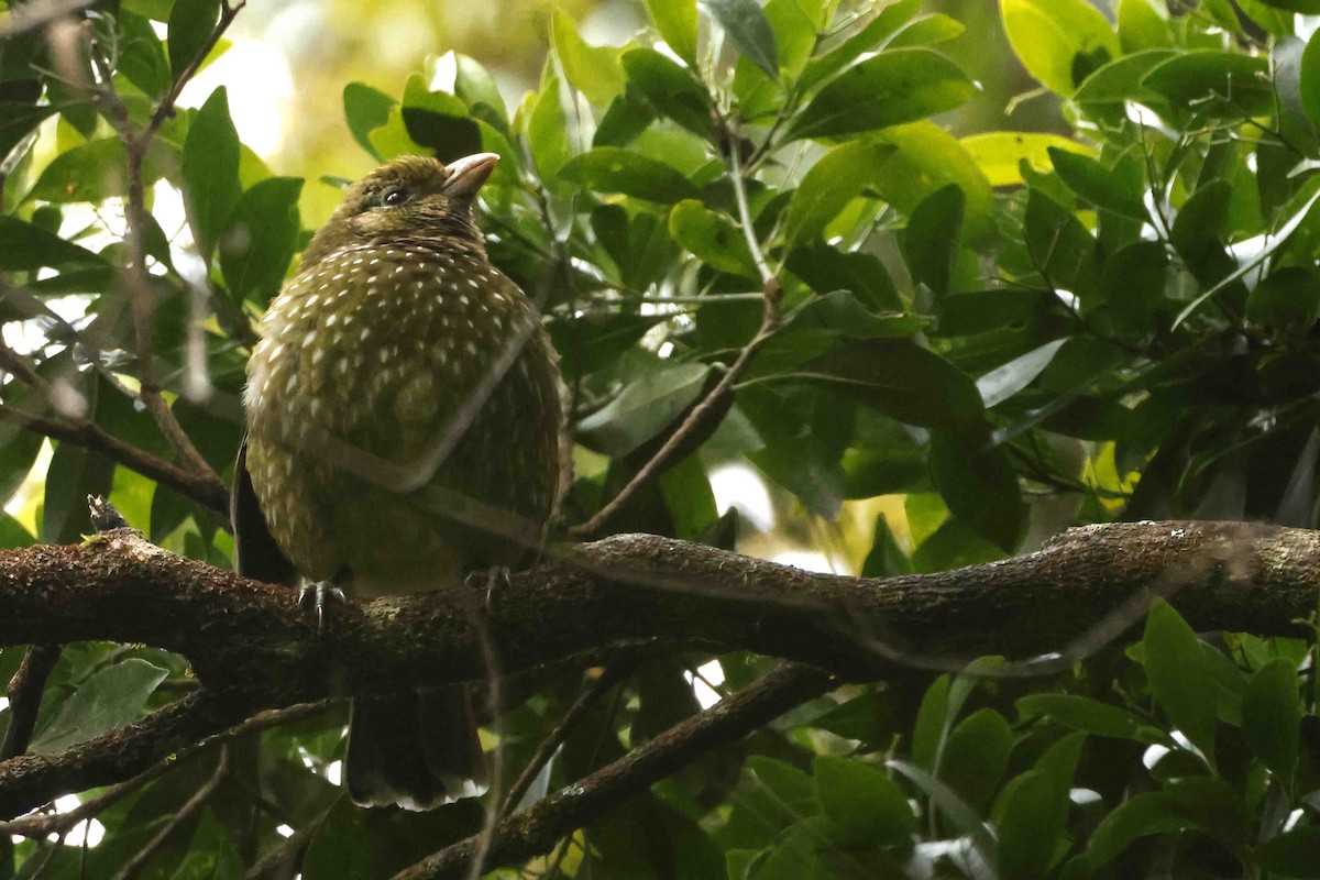 Green Catbird - ML642987646