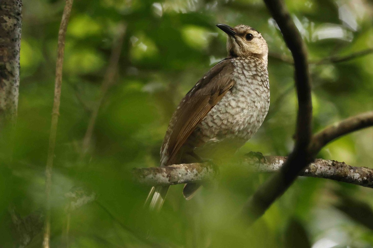 Regent Bowerbird - ML642987660