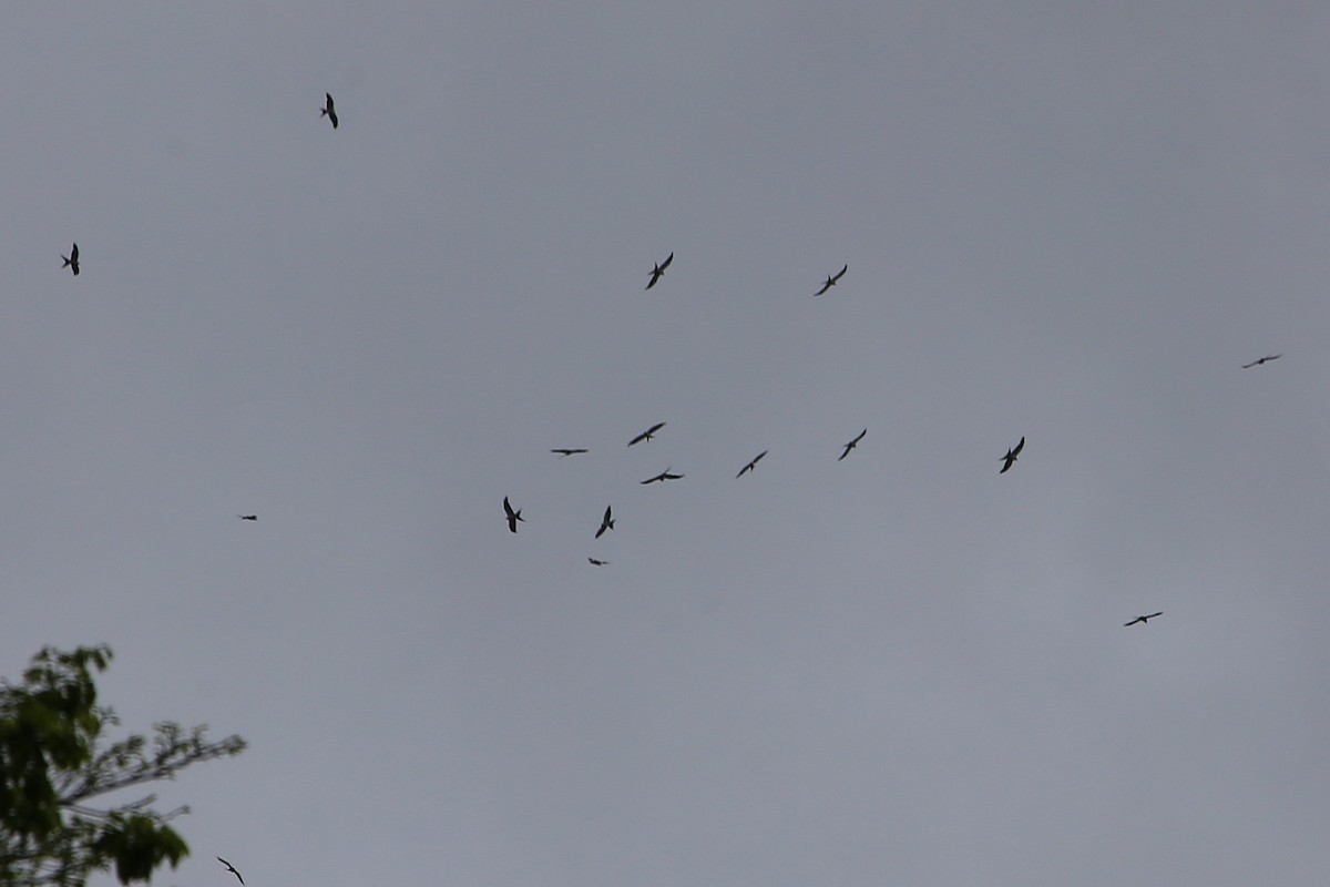 Swallow-tailed Kite - ML642987672