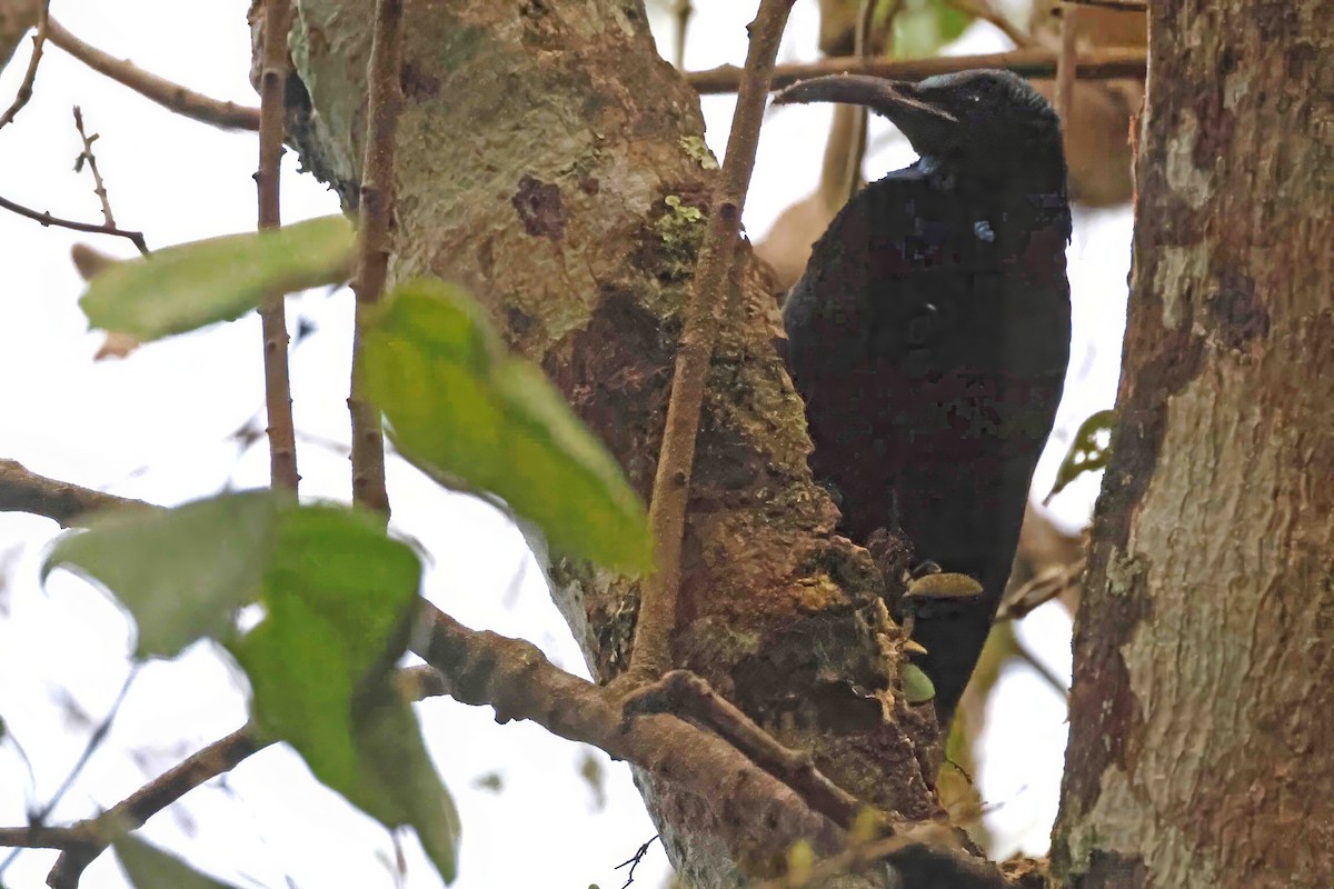 Paradise Riflebird - ML642987674