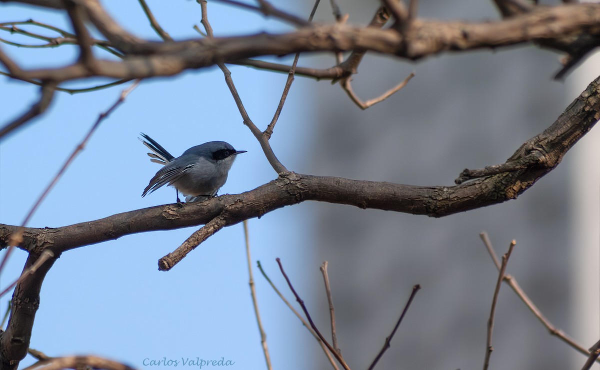 Masked Gnatcatcher - ML642987690