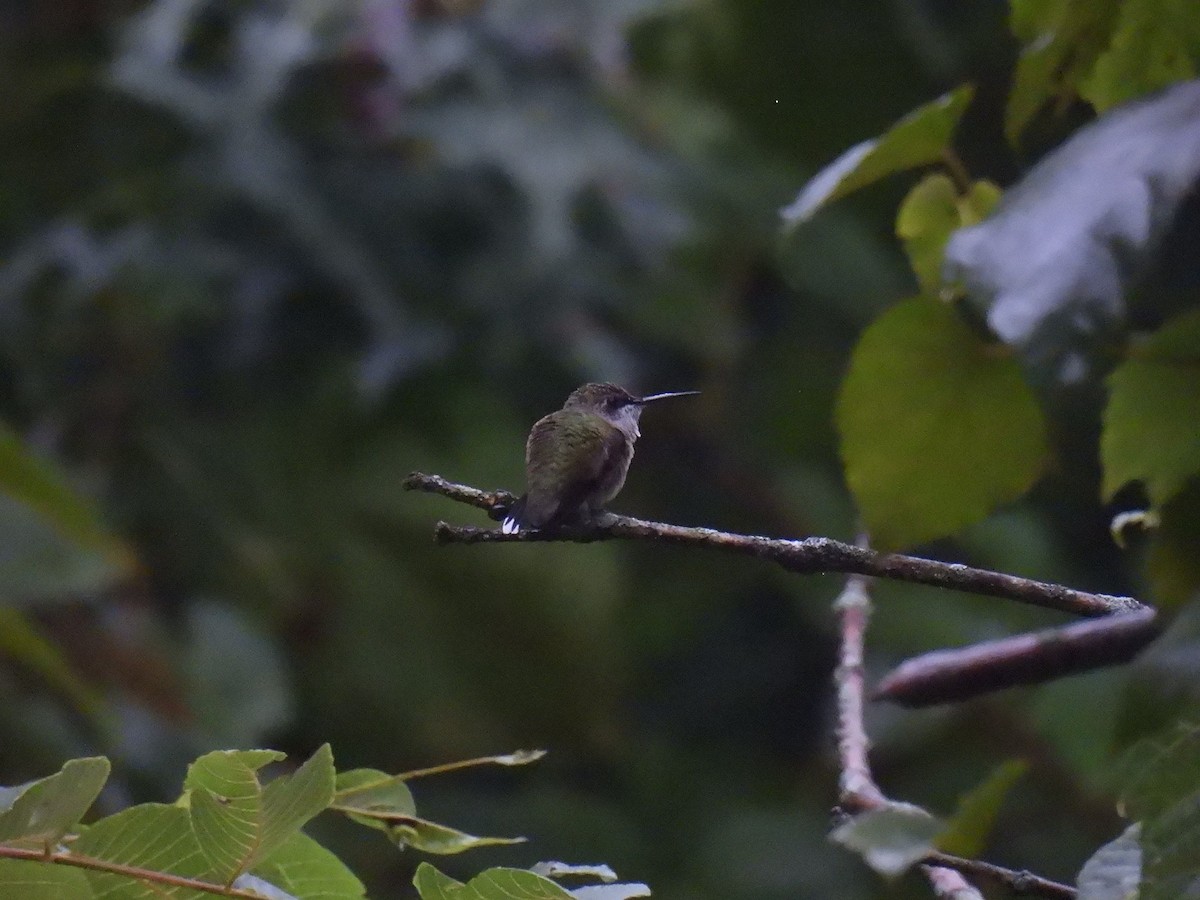 Ruby-throated Hummingbird - ML642987691
