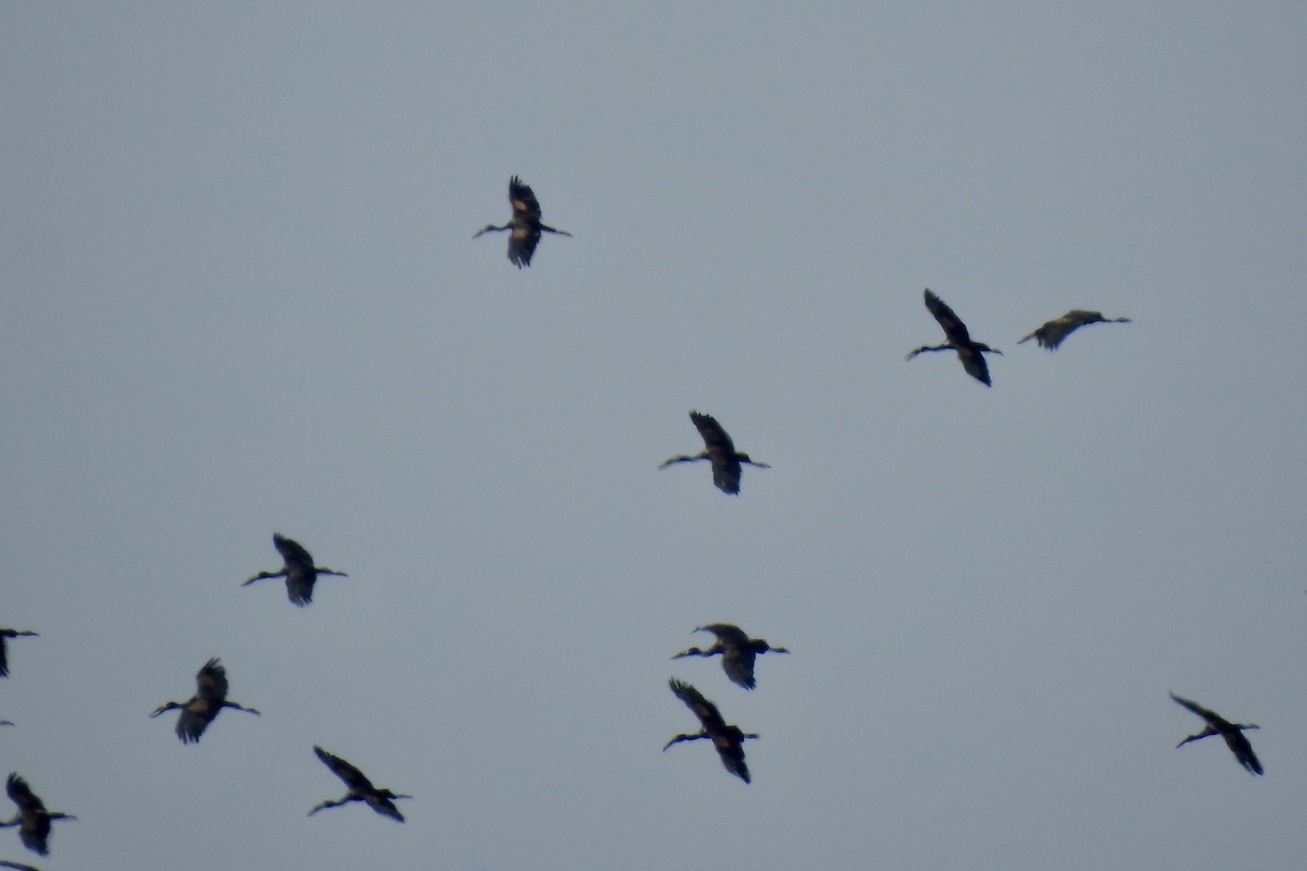 African Openbill - ML642987708