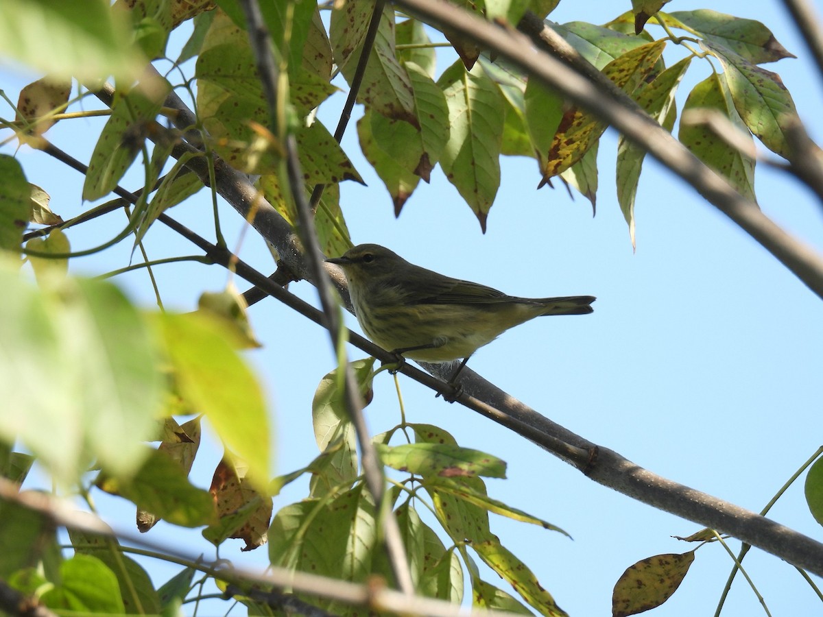 Cape May Warbler - ML642987713