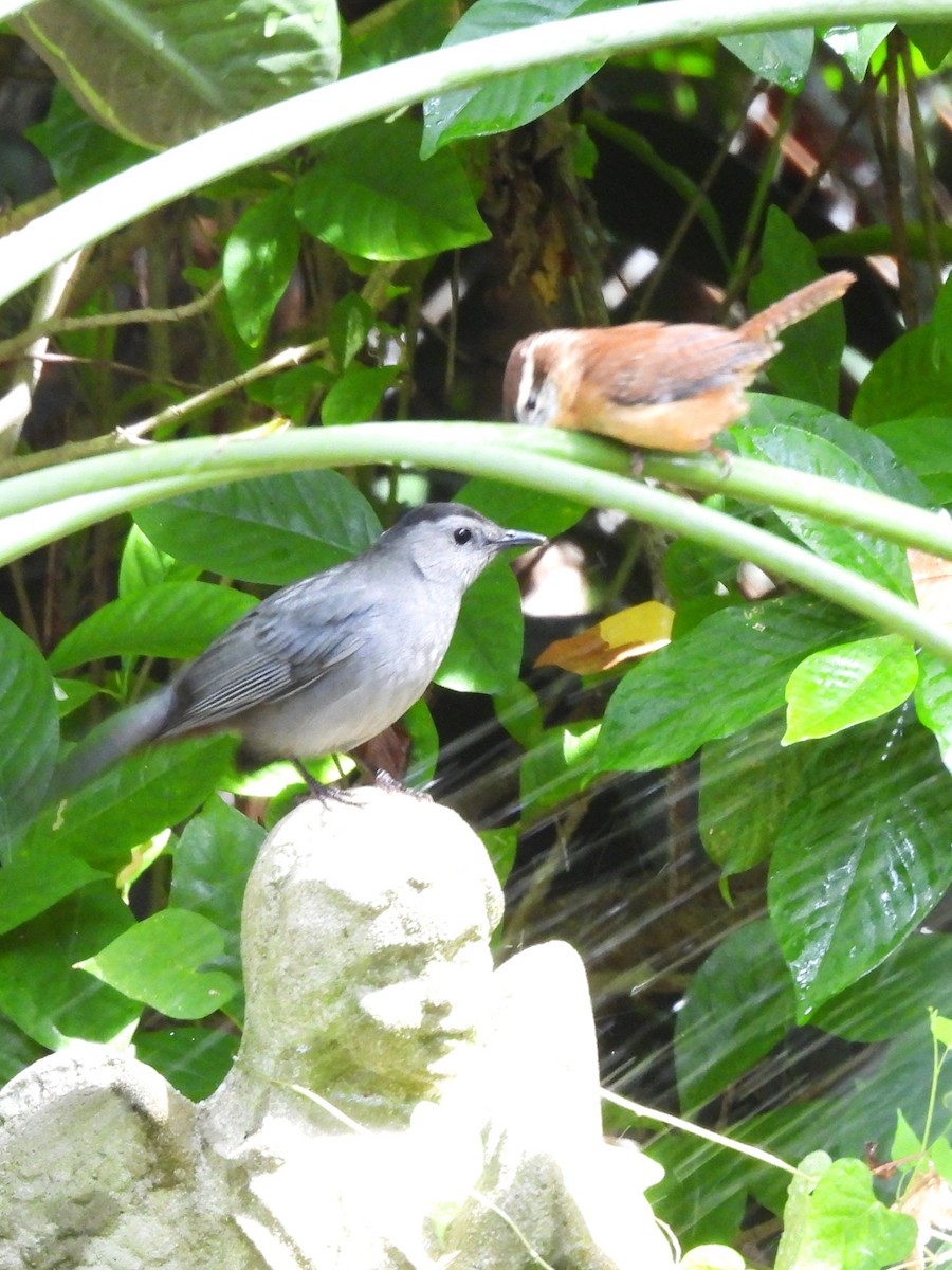 Gray Catbird - ML642987722