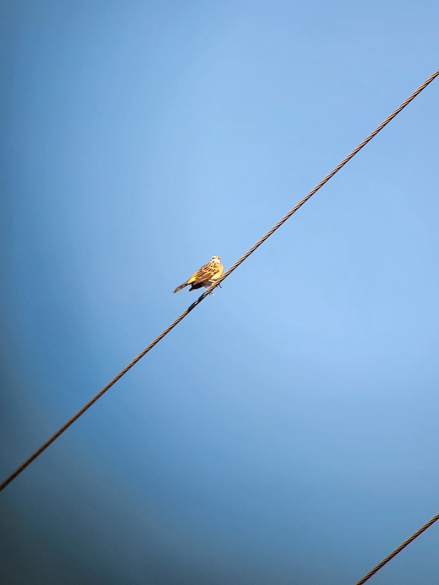Lark Sparrow - ML642987730