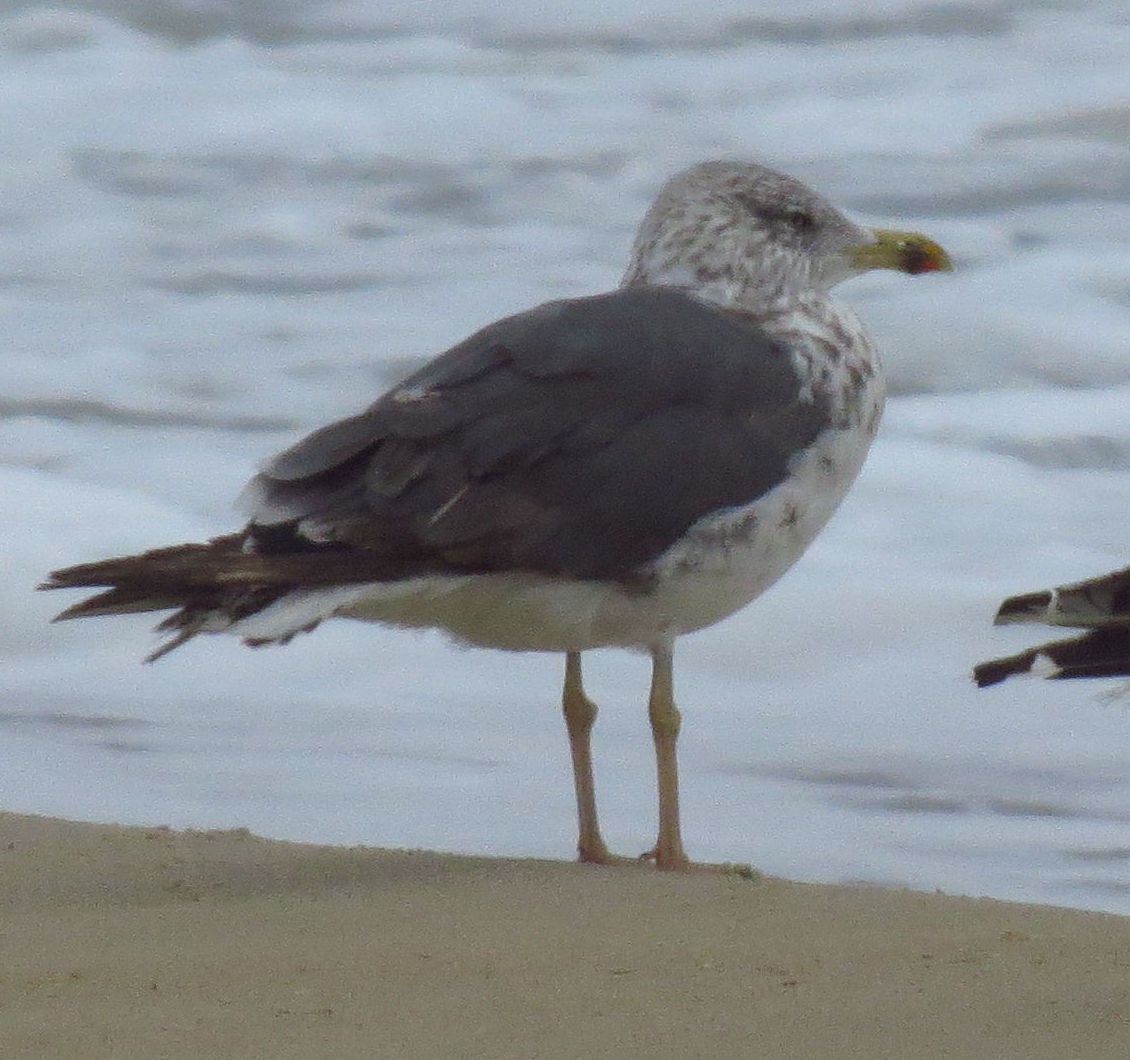 Lesser Black-backed Gull - ML642987731