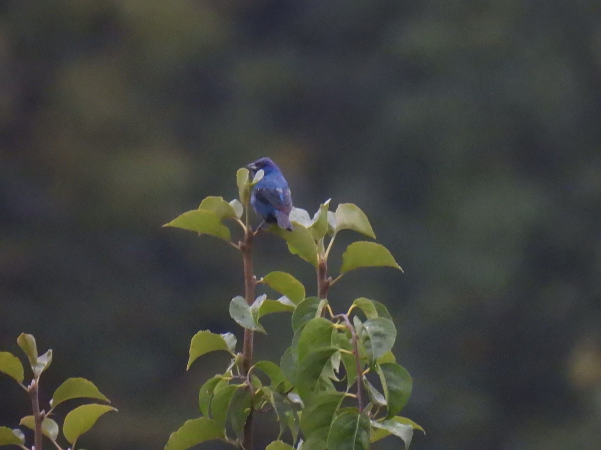 Indigo Bunting - ML642987732