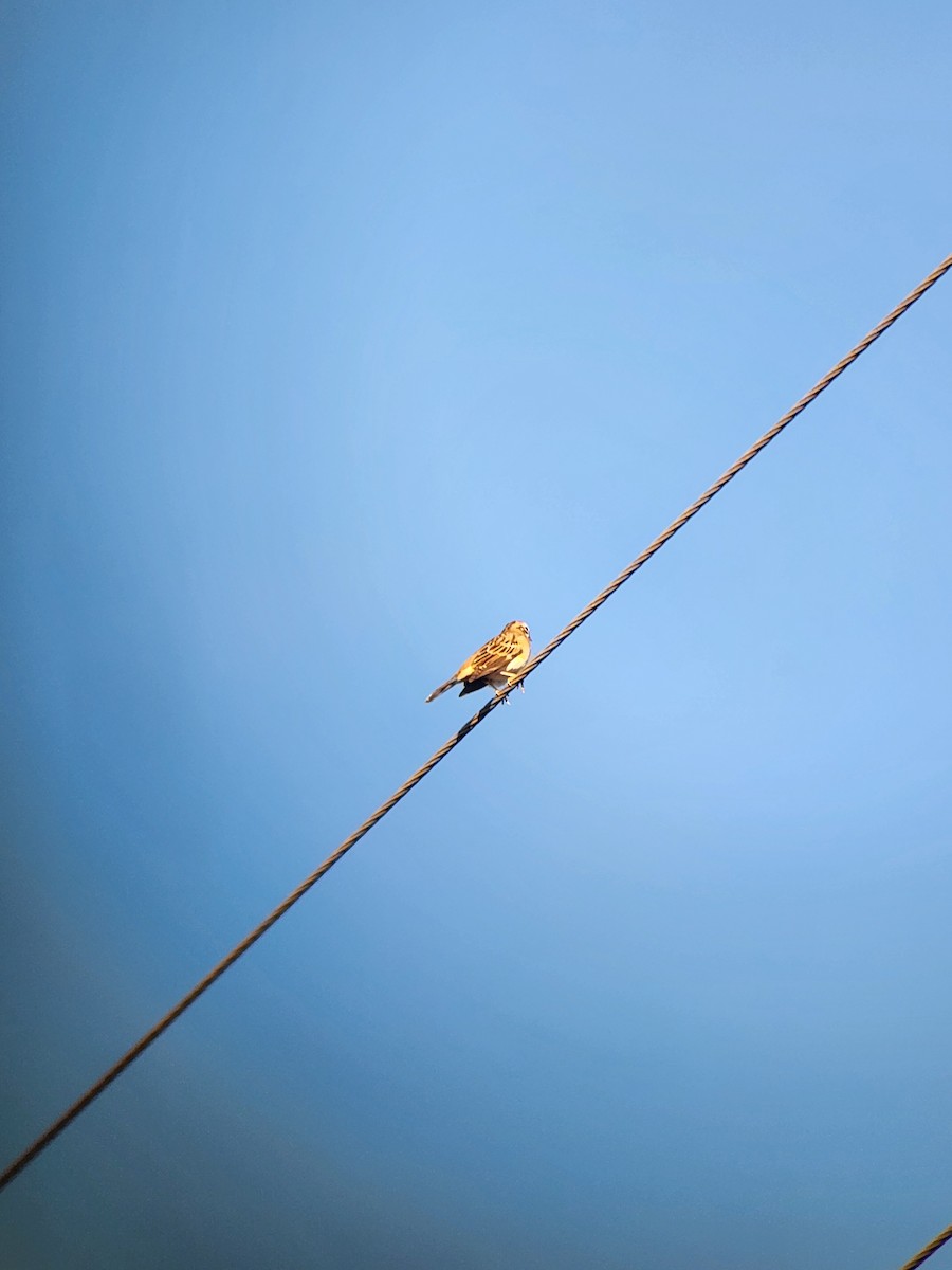 Lark Sparrow - ML642987733