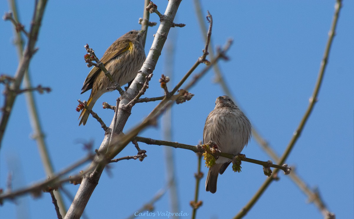 Saffron Finch - ML642987734