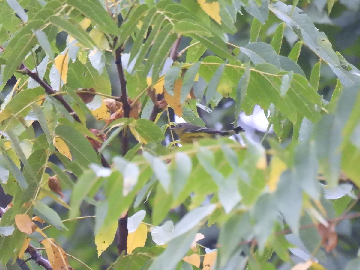 Magnolia Warbler - ML642987735
