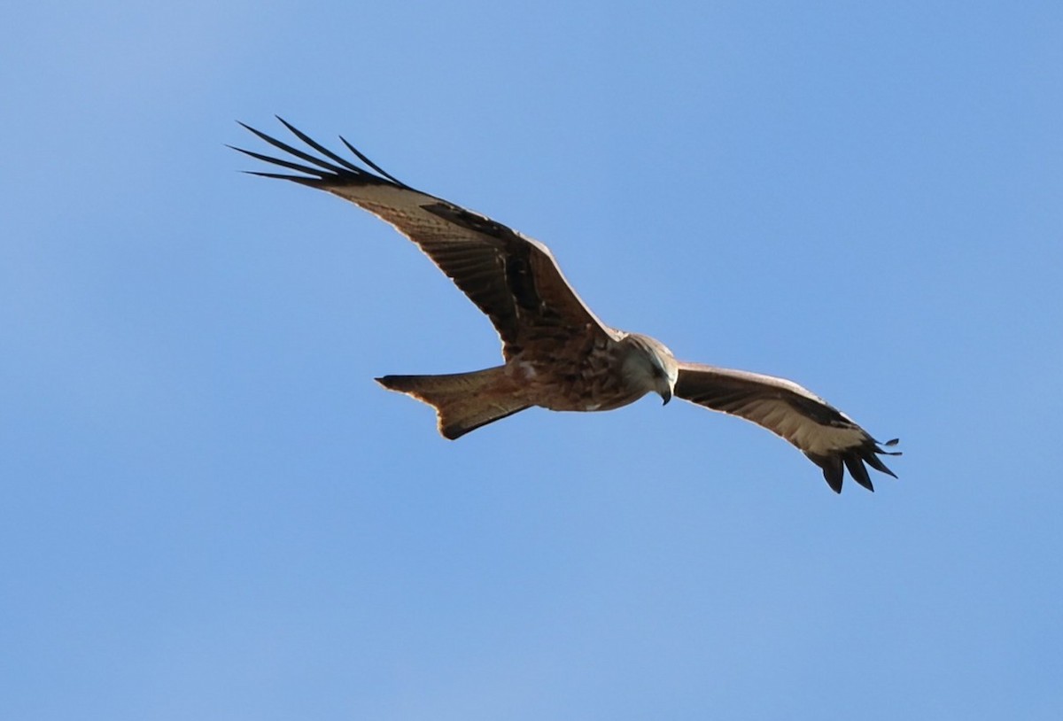 Red Kite - ML642987738