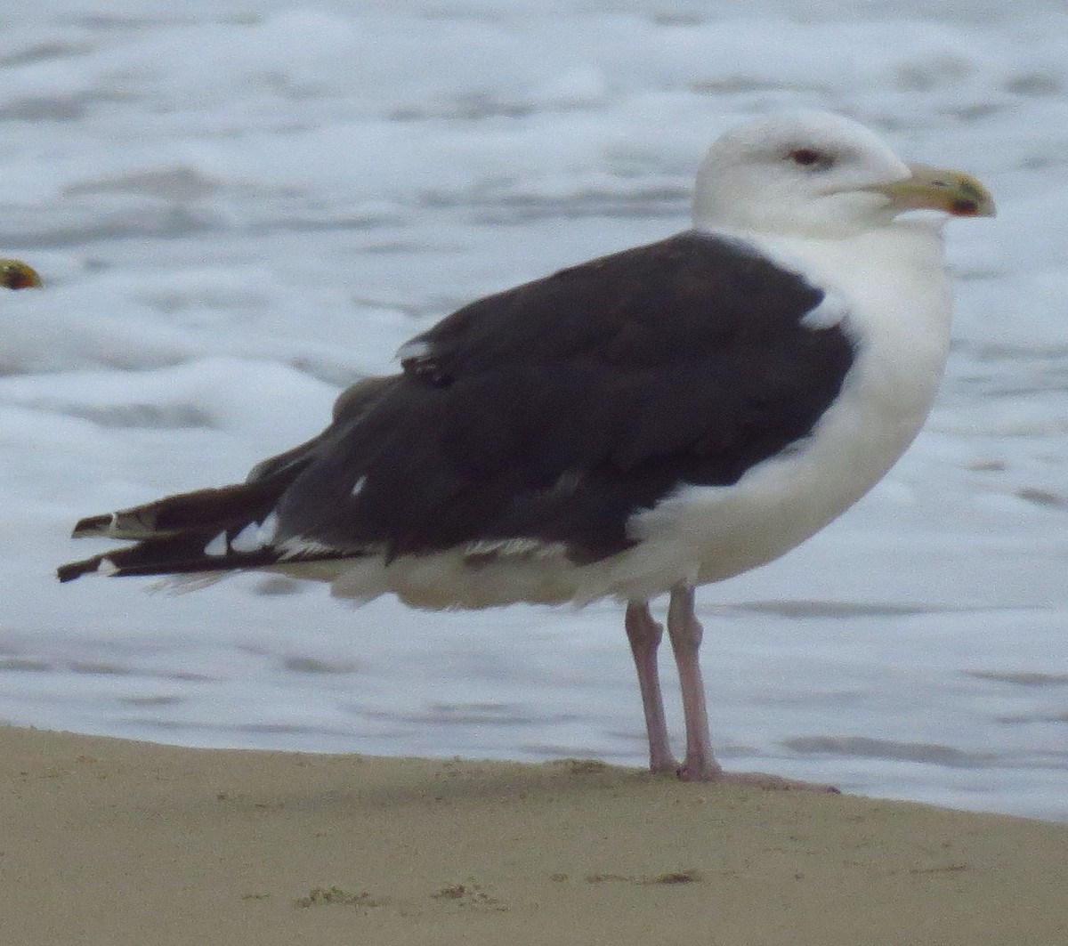 Great Black-backed Gull - ML642987739
