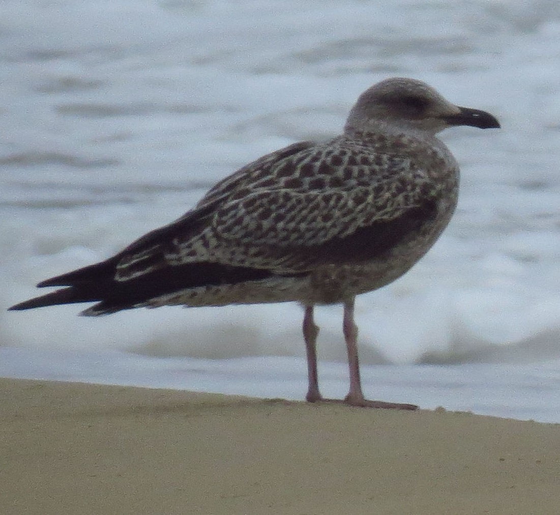 American Herring Gull - ML642987747