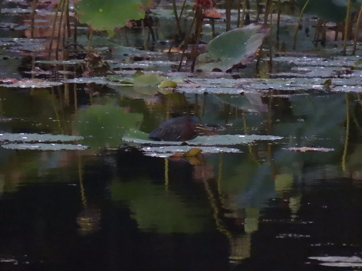Green Heron - ML642987760