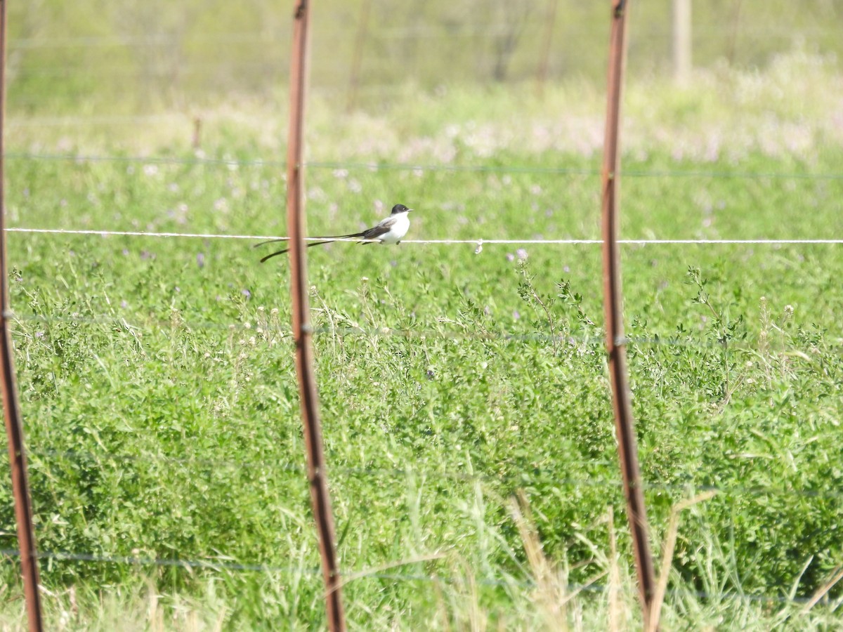 Fork-tailed Flycatcher - ML642987786