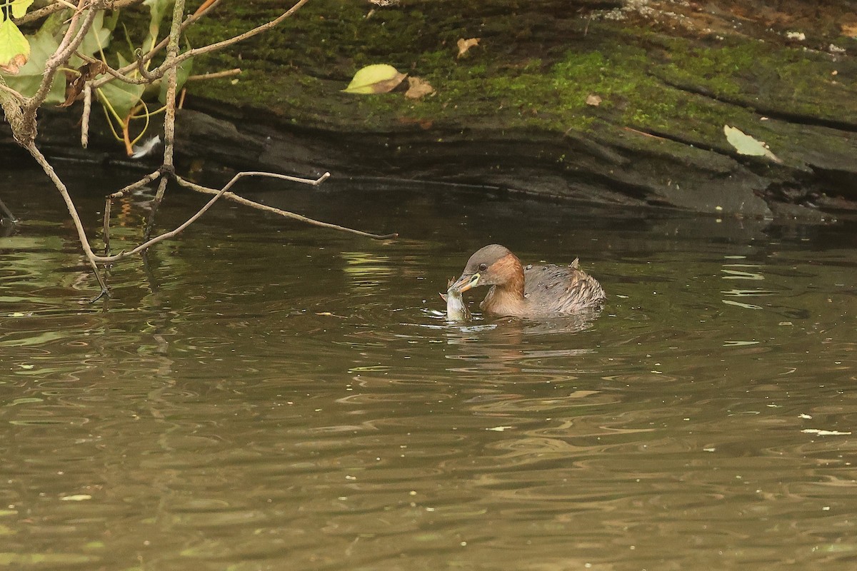 Little Grebe (Little) - ML642987790