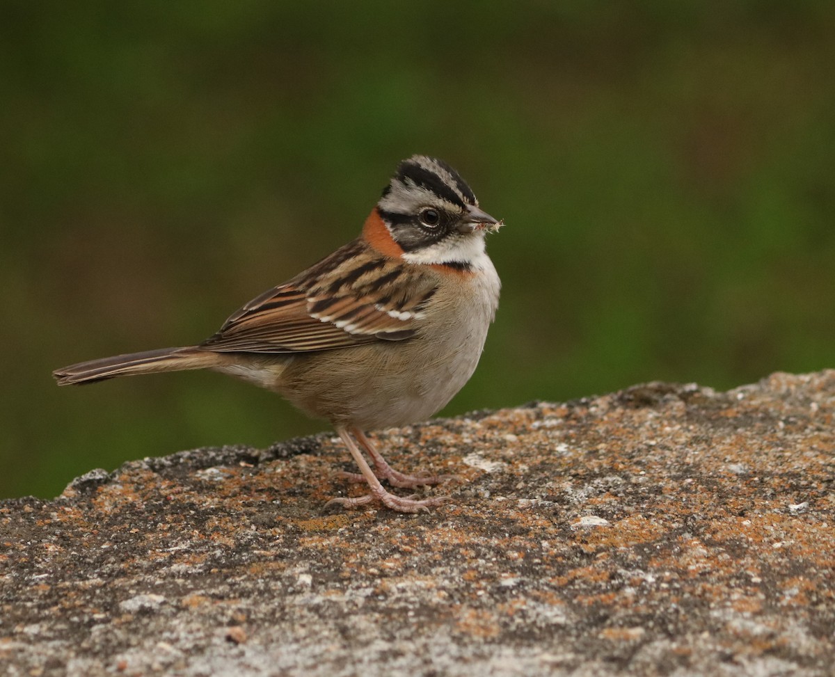 Rufous-collared Sparrow - ML642987797