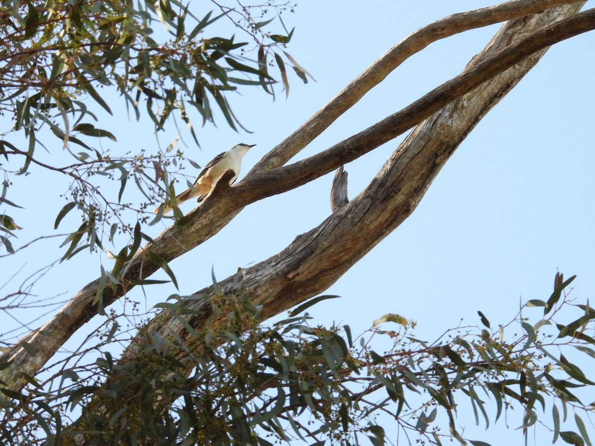 Chalk-browed Mockingbird - ML642987799