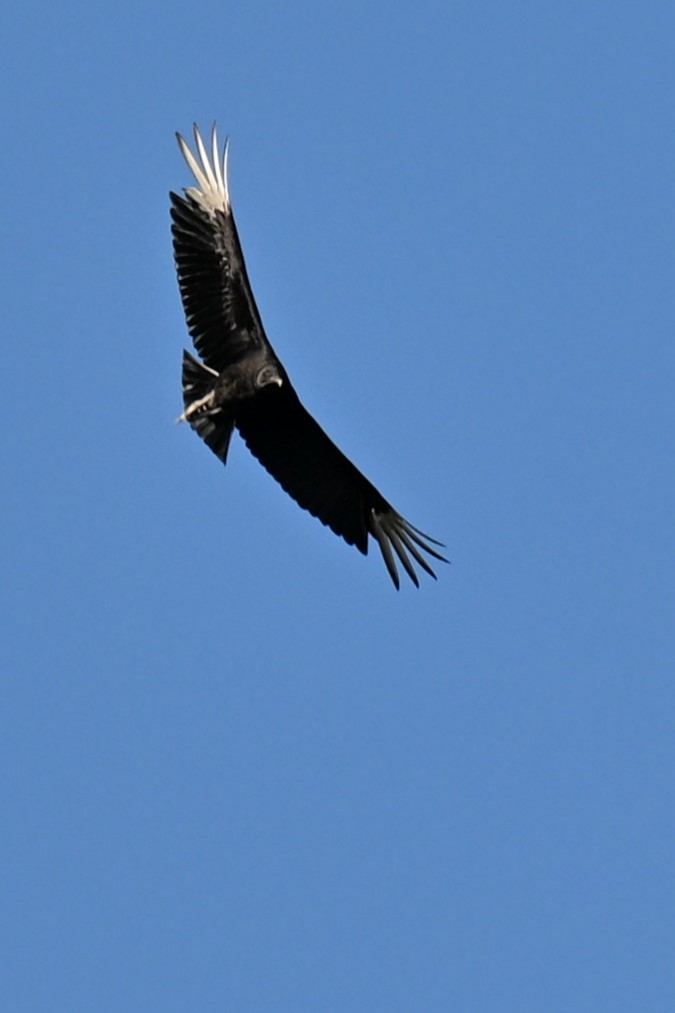 Black Vulture - ML642987800