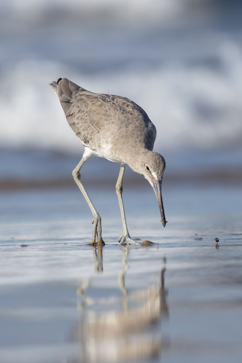 Willet - ML642987802