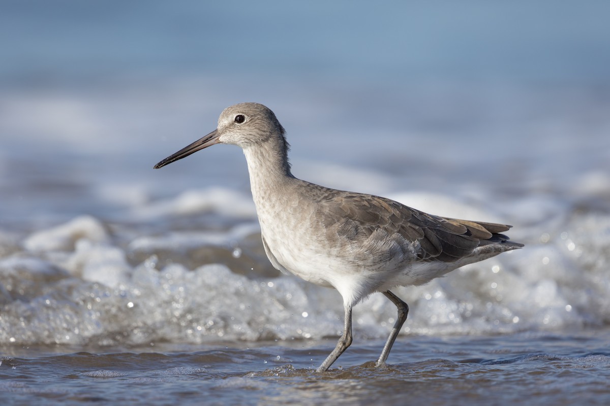 Willet - ML642987803