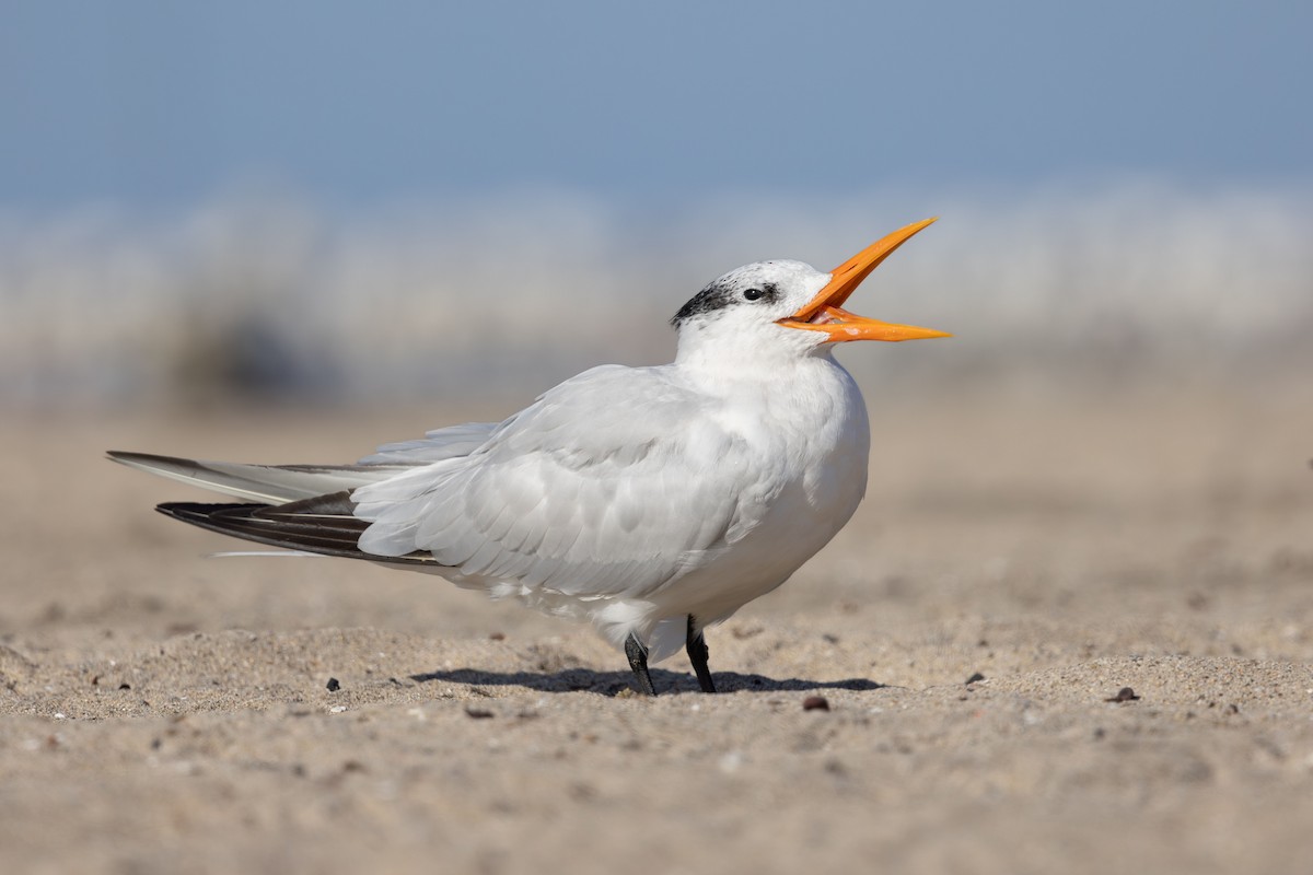 Royal Tern - ML642987804