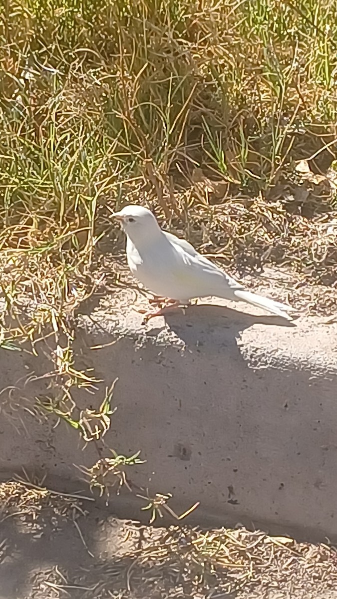 kanár divoký - ML642987818