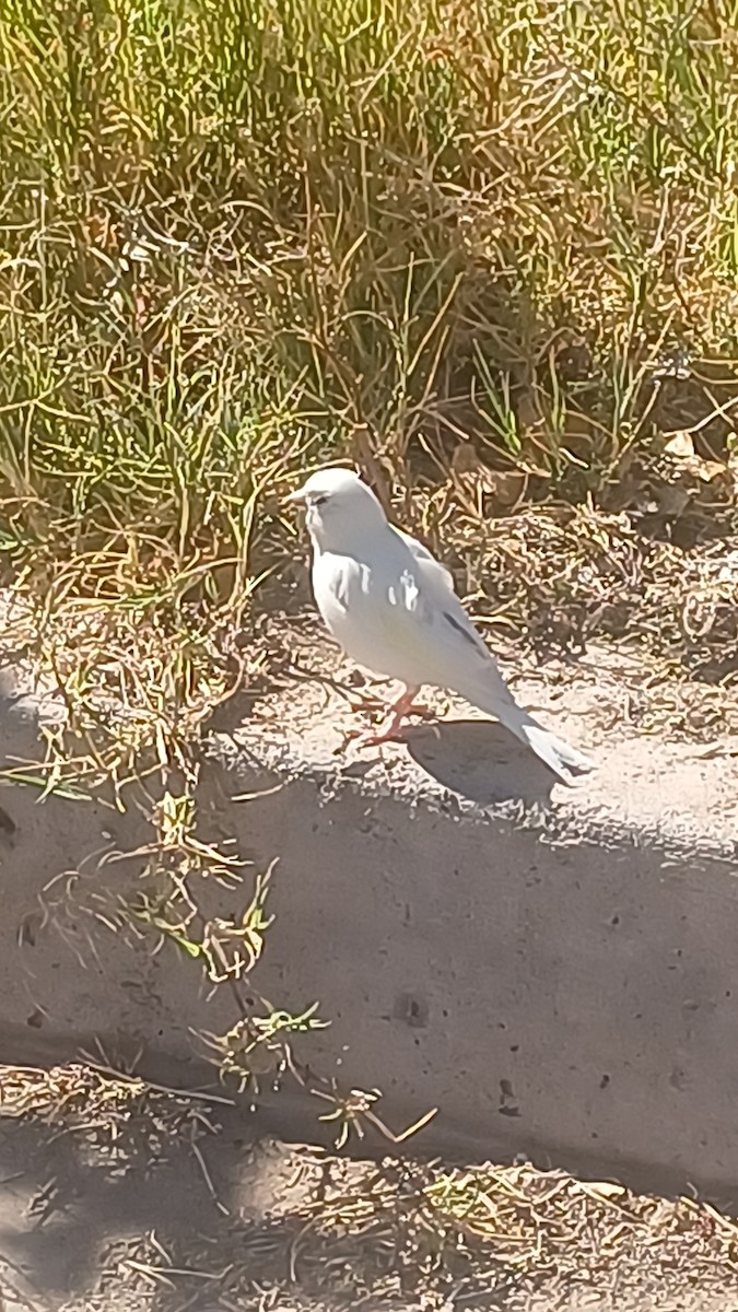 kanár divoký - ML642987819