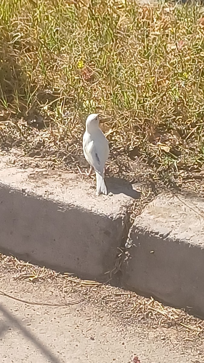 kanár divoký - ML642987820