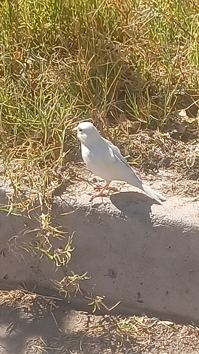 kanár divoký - ML642987821