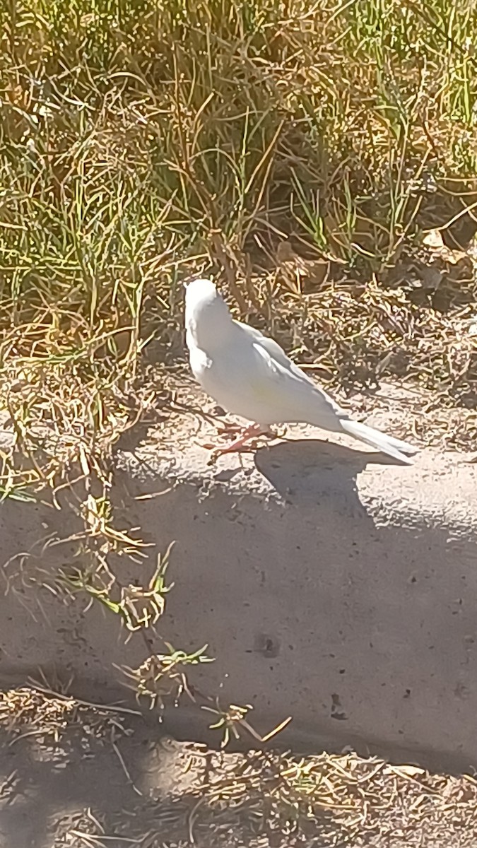 kanár divoký - ML642987822